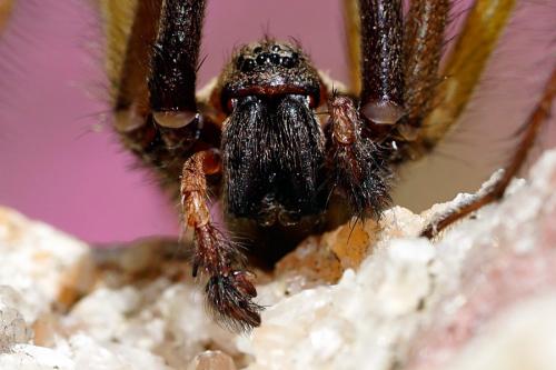 Réf. 238 845 : Eratigena sp.